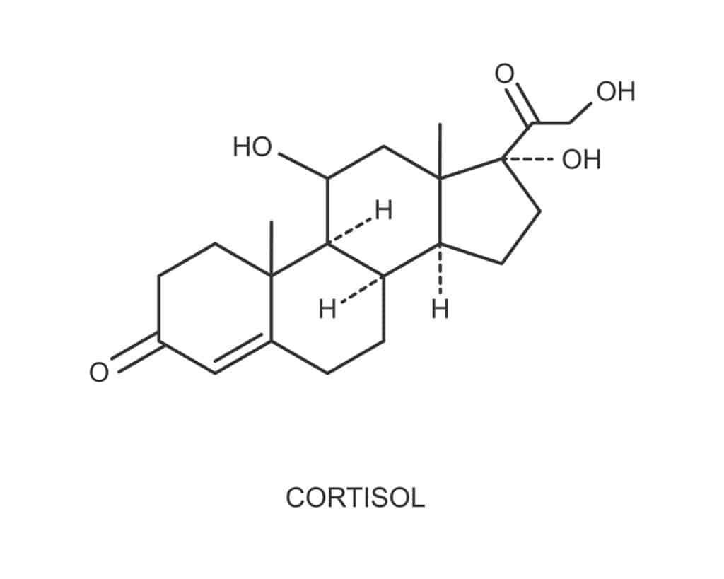 Cortisol: Funktion