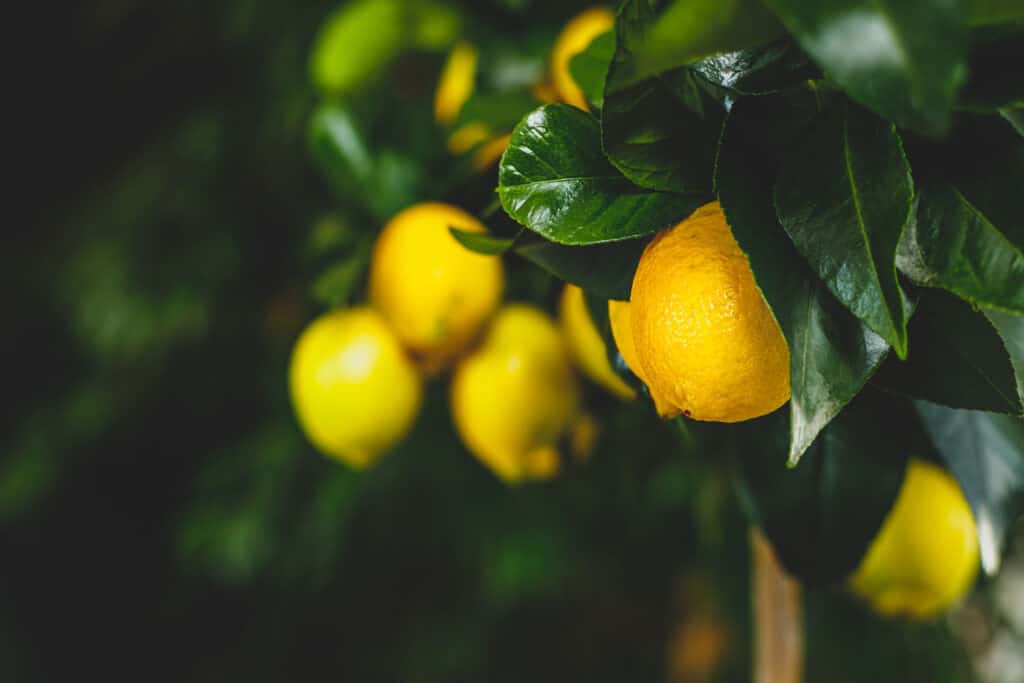 Zitrone: Viel Vitamin C